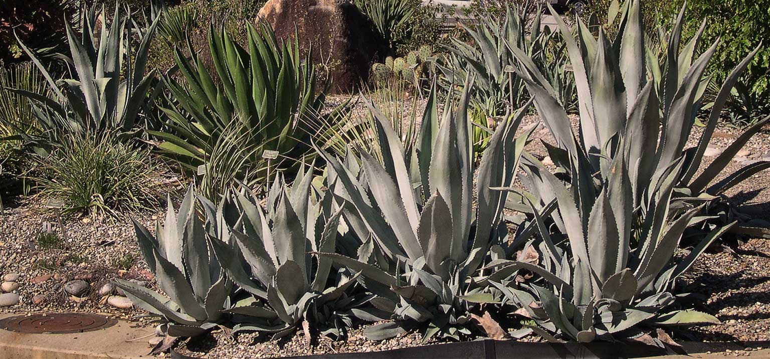 Dry Garden